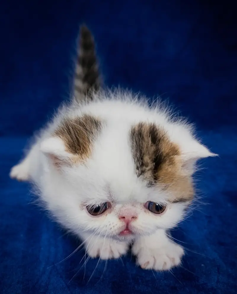 Garantías y Bienestar