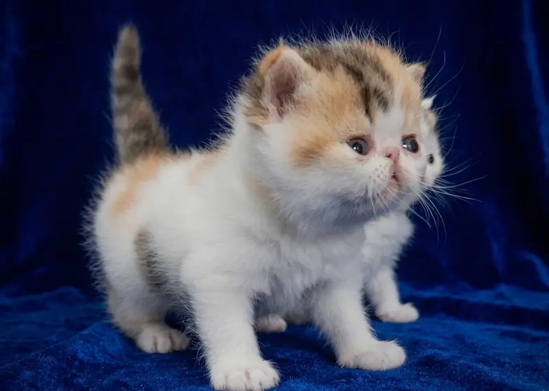 Exoticos Shorthair & Long Hair - foto 2