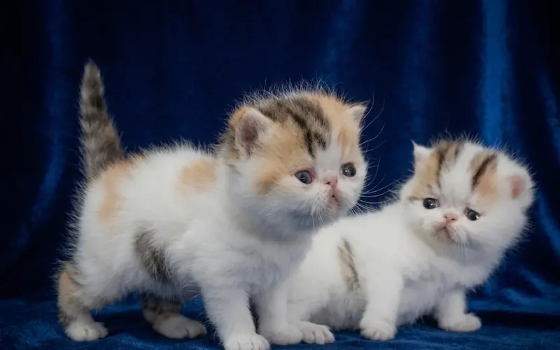 Exoticos Shorthair & Long Hair - foto 3