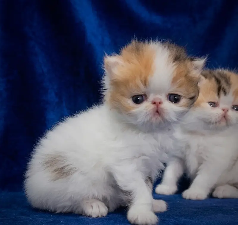 Exoticos Shorthair & Long Hair - foto 4