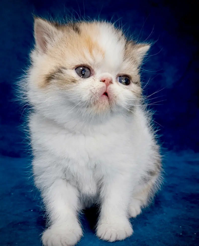 Exoticos Shorthair & Long Hair - foto 5