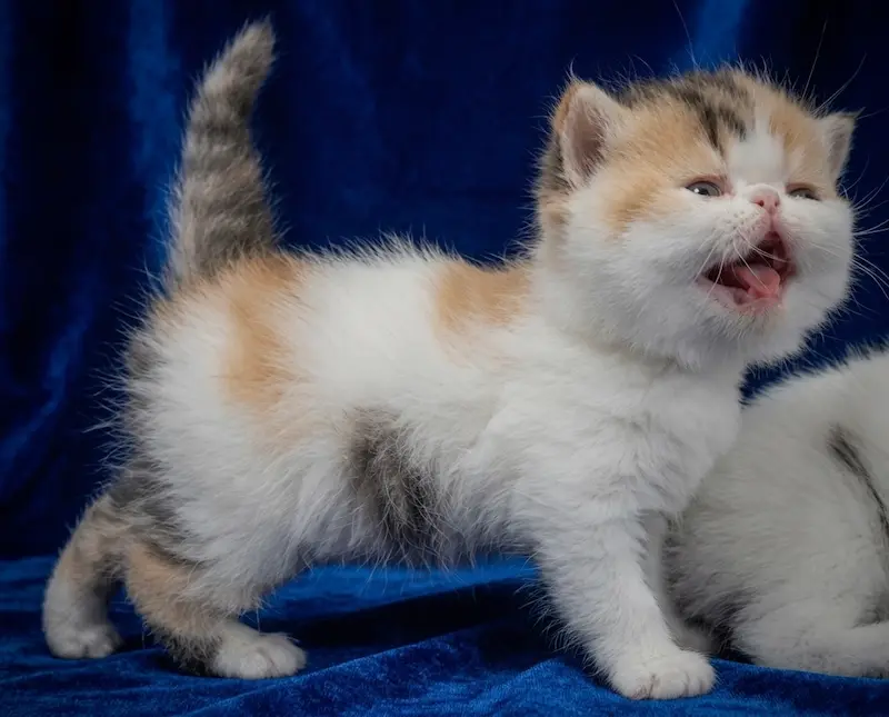 Exoticos Shorthair & Long Hair - foto 6