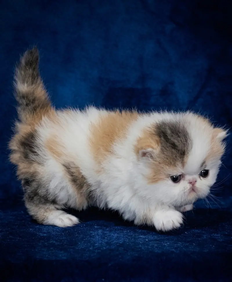 Transparencia y Linaje