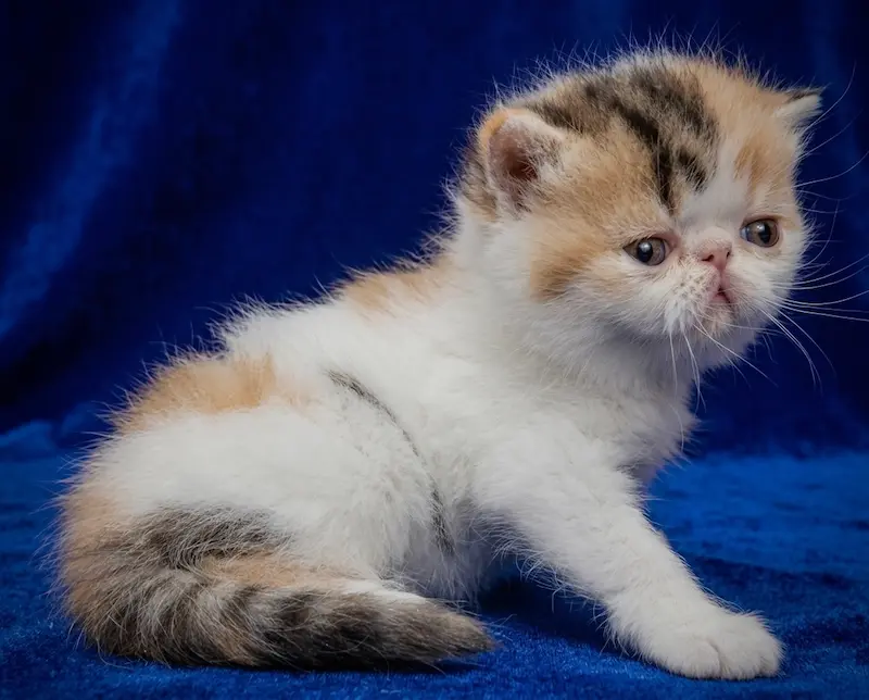 Exoticos Shorthair & Long Hair - foto 8