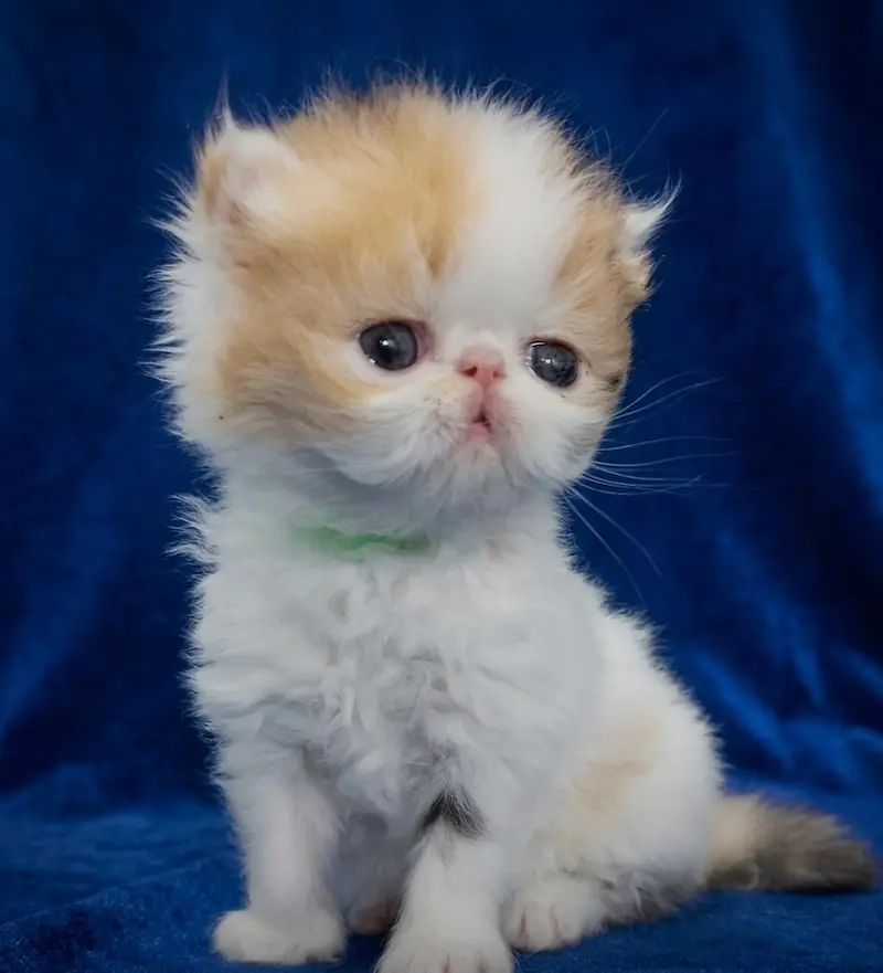 Exoticos Shorthair & Long Hair - foto 9