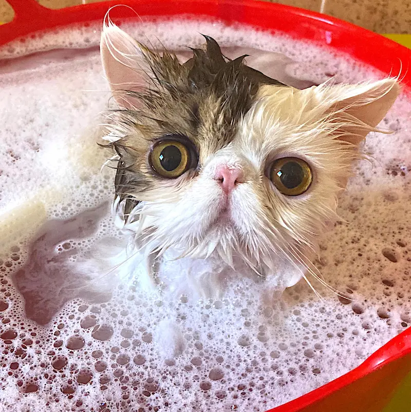 Preparación para el baño