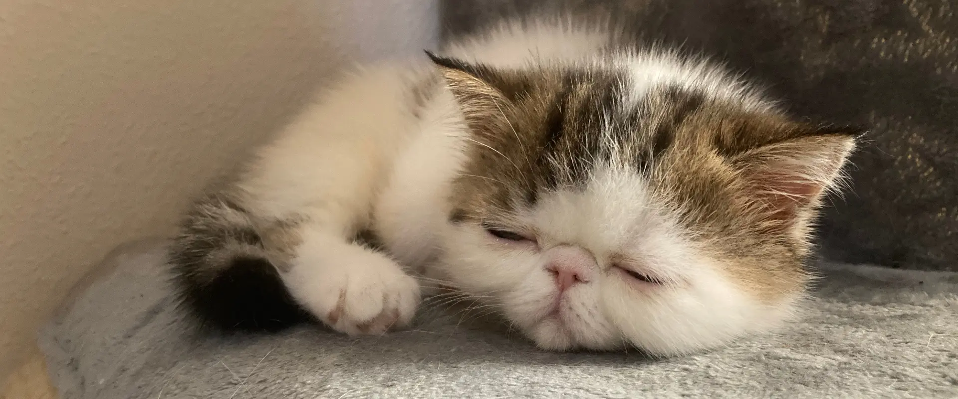 Información de Interés - Casa Belich