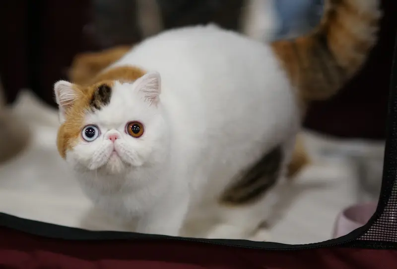 Mantenimiento y El Universo de los Shows