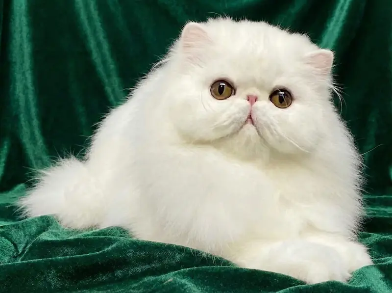 La Revolución del Longhair y Genética del Color