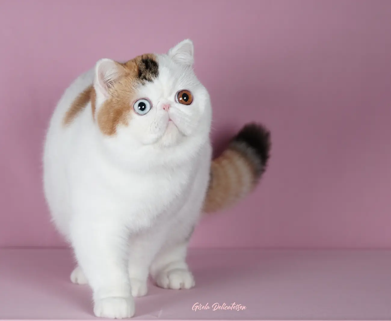 Información de Interés - Casa Belich