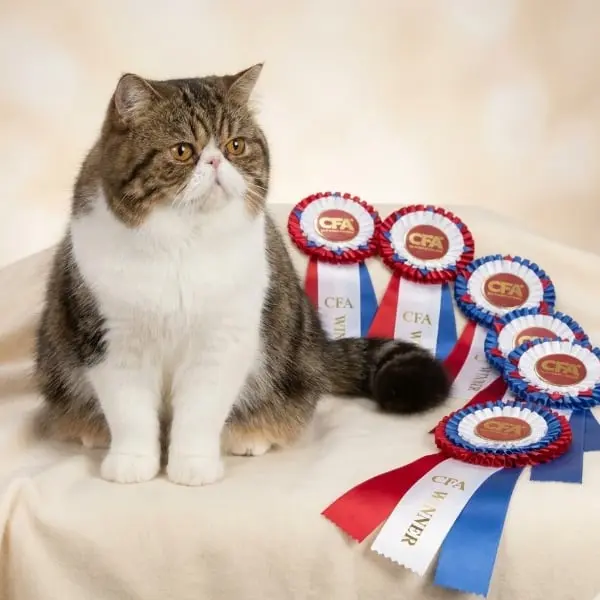 Ascenso a Champion y Premier