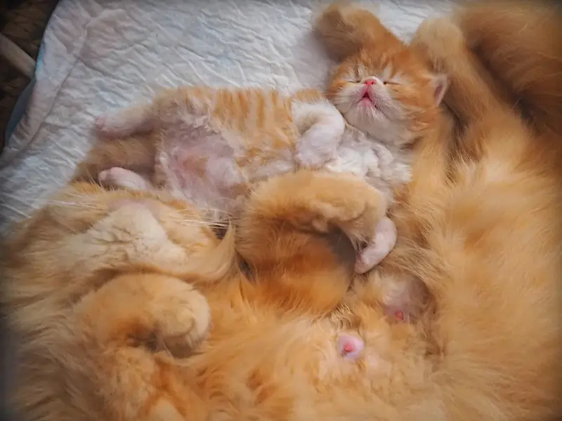 Objetivo Primordial: La Preservación