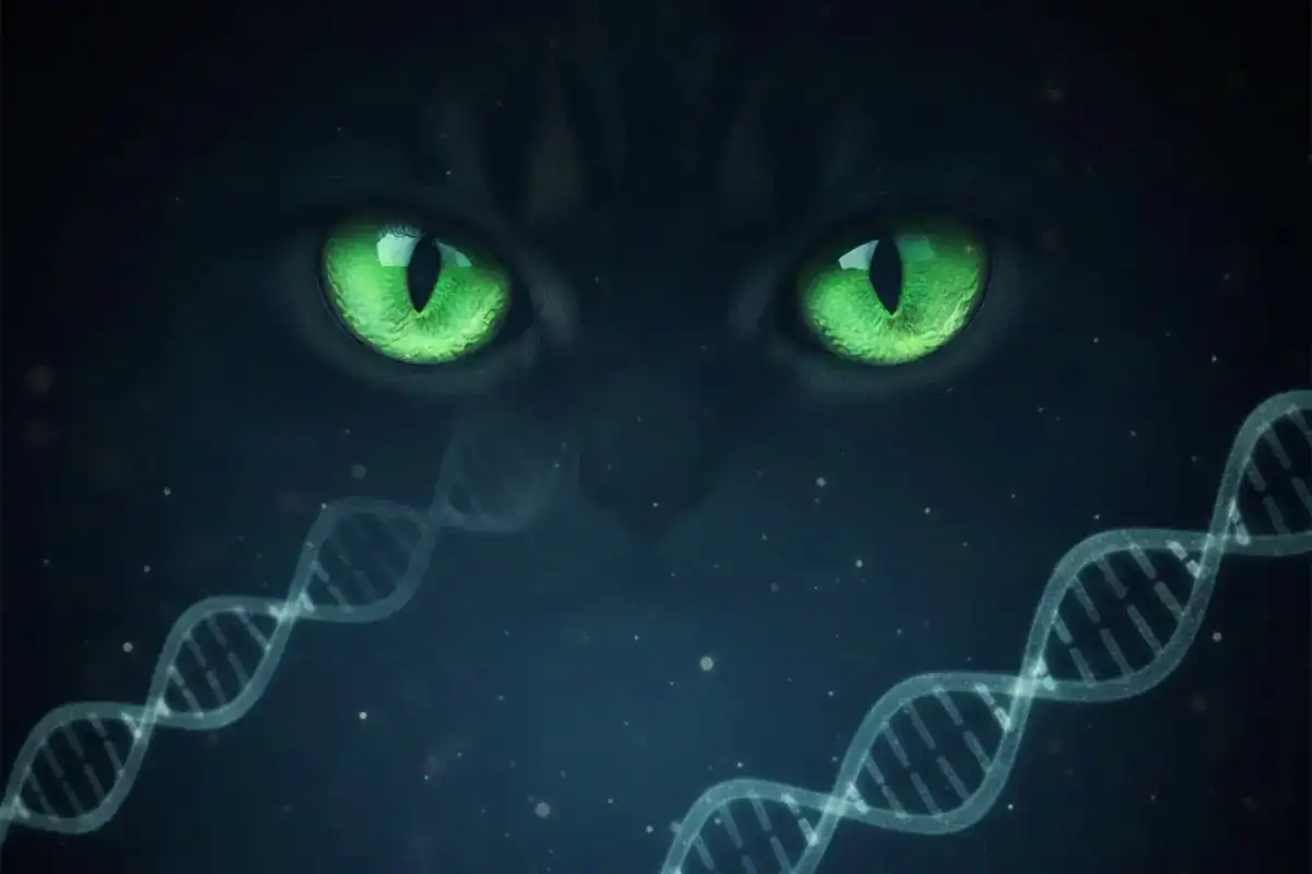 Imagen del artículo La Atrofia Progresiva de Retina (PRA)