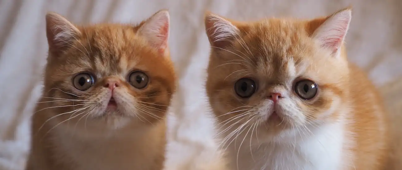 Imagen del artículo Antes de Tener un Gato Persa o Exótico