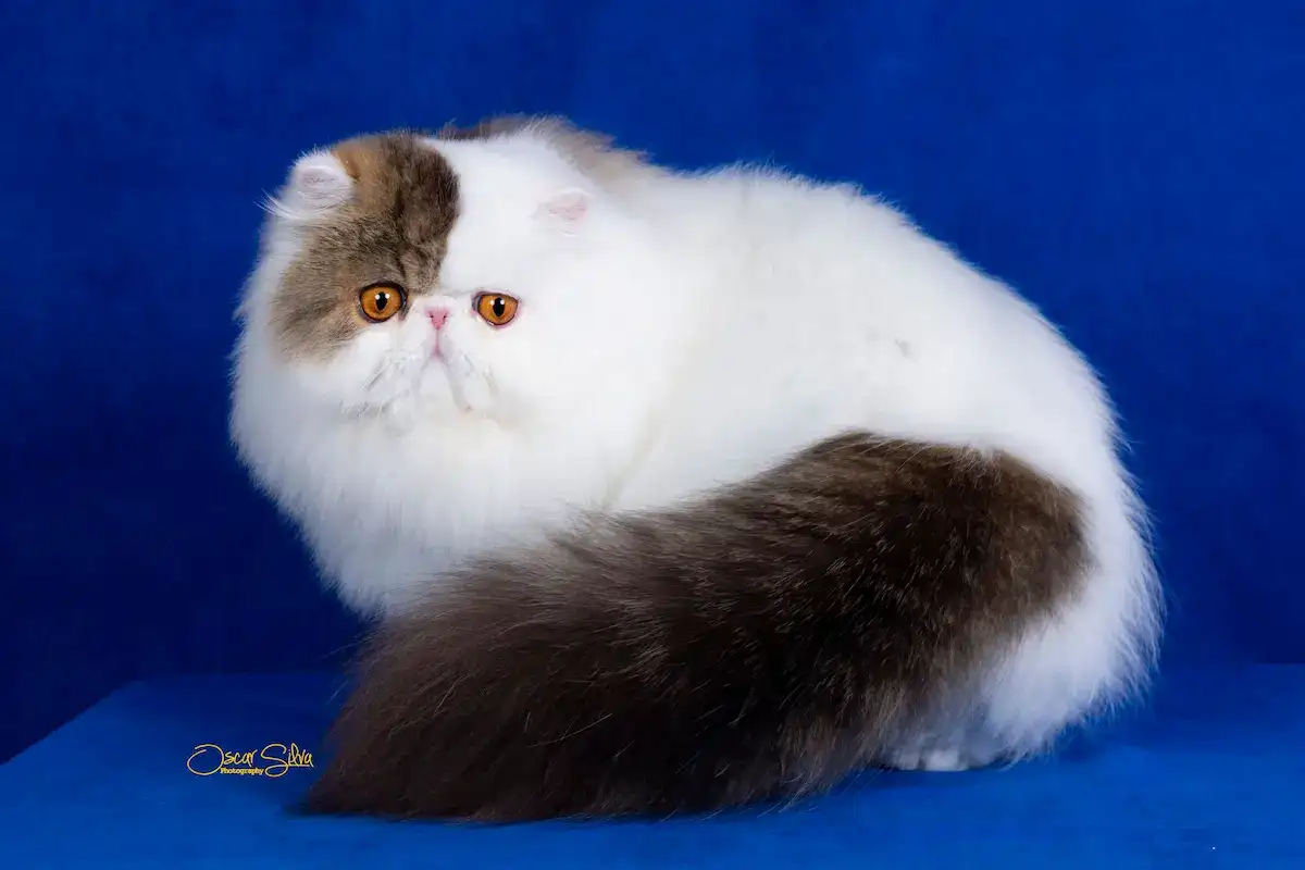 Imagen del artículo El Gato Persa