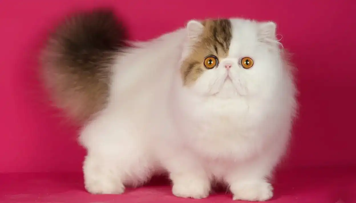 Imagen del artículo Higiene Felina