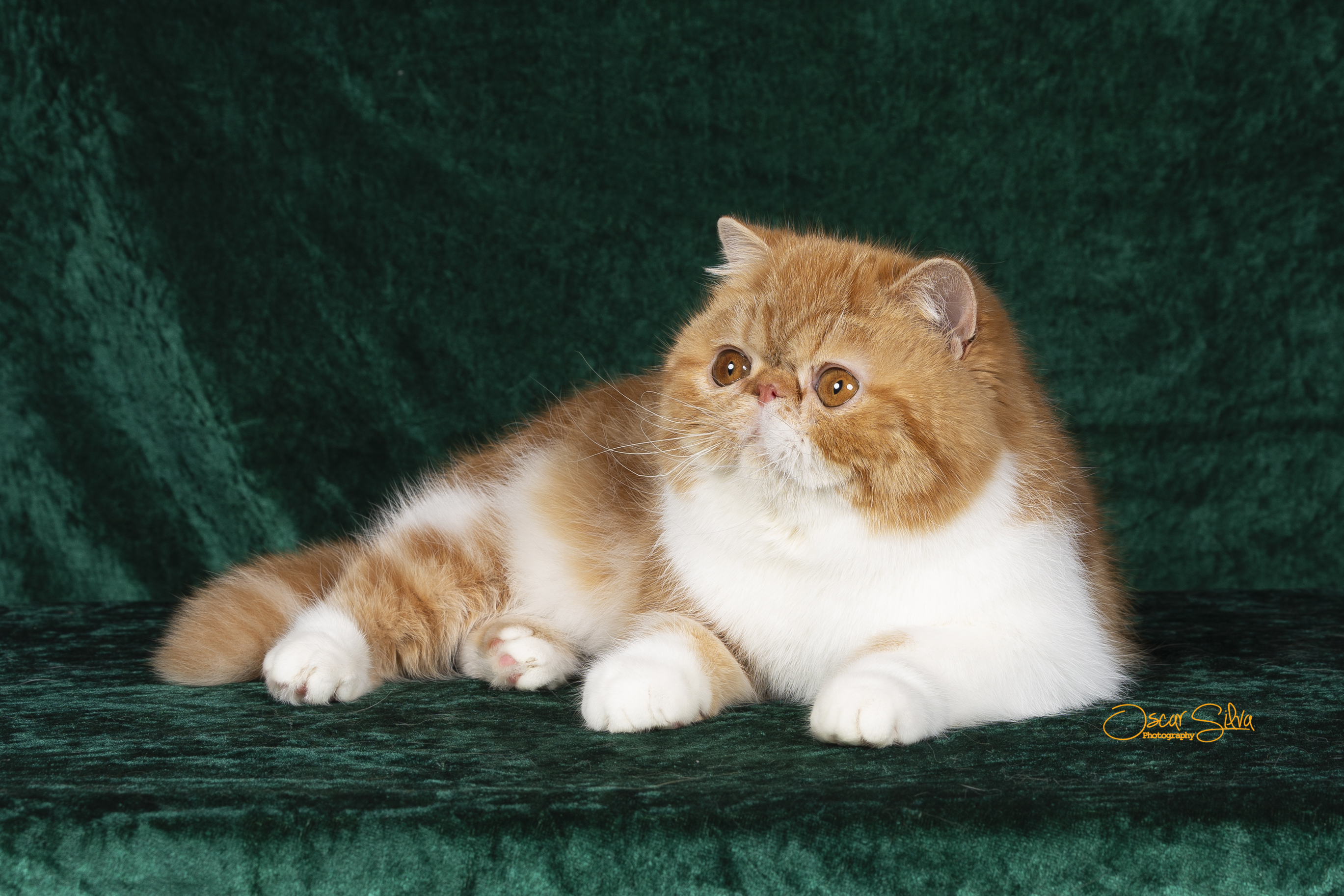 Nuestros Gatos