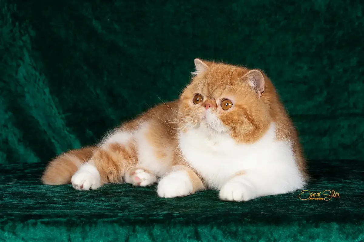 Nuestros Gatos - Foto de un gato adulto de Casa Belich