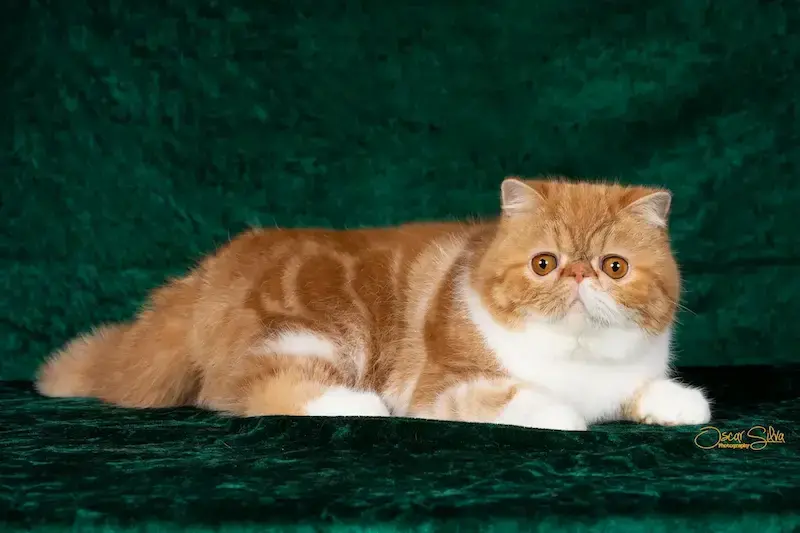 Nuestros Gatos - Foto de un gato adulto de Casa Belich