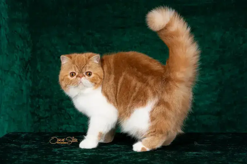 Nuestros Gatos - Foto de un gato adulto de Casa Belich