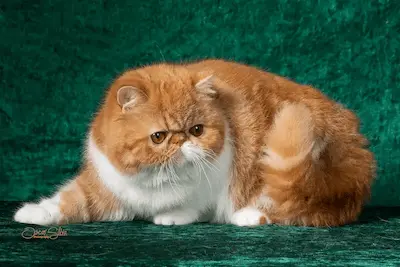 Nuestros Gatos - Foto de un gato adulto de Casa Belich