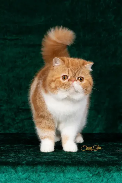 Nuestros Gatos - Foto de un gato adulto de Casa Belich