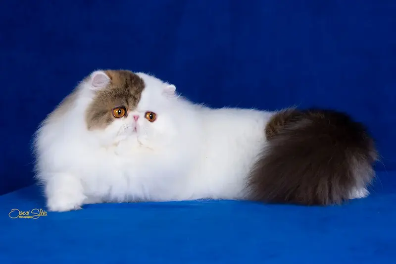 Nuestros Gatos - Foto de un gato adulto de Casa Belich