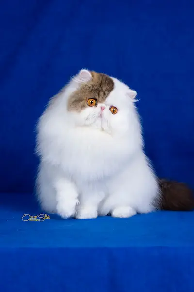 Nuestros Gatos - Foto de un gato adulto de Casa Belich