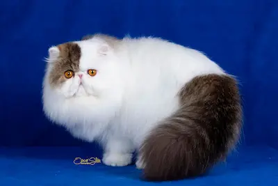 GC RW Chicarabian Bandolero foto 9