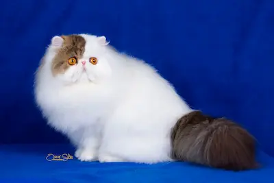 Nuestros Gatos - Foto de un gato adulto de Casa Belich