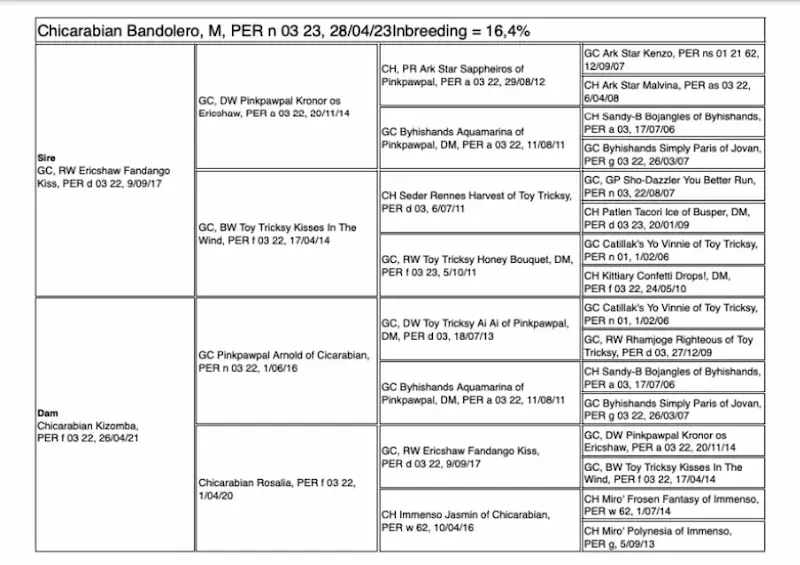 Pedigree de GC RW Chicarabian Bandolero