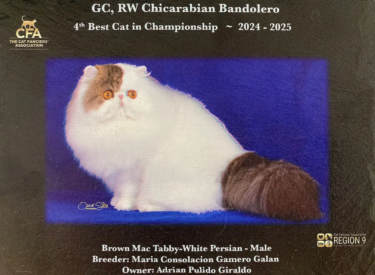 Titulos de GC RW Chicarabian Bandolero - foto 4