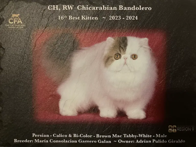 Titulos de GC RW Chicarabian Bandolero - foto 1