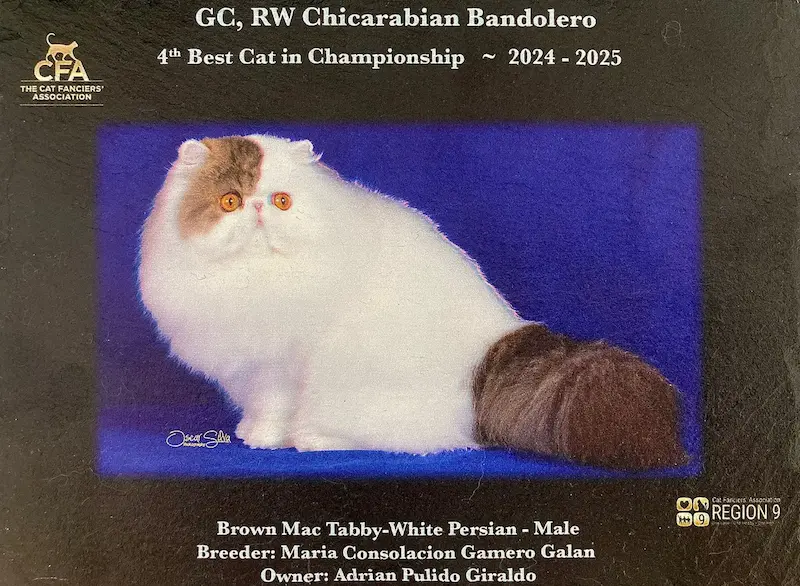 Titulos de GC RW Chicarabian Bandolero - foto 2