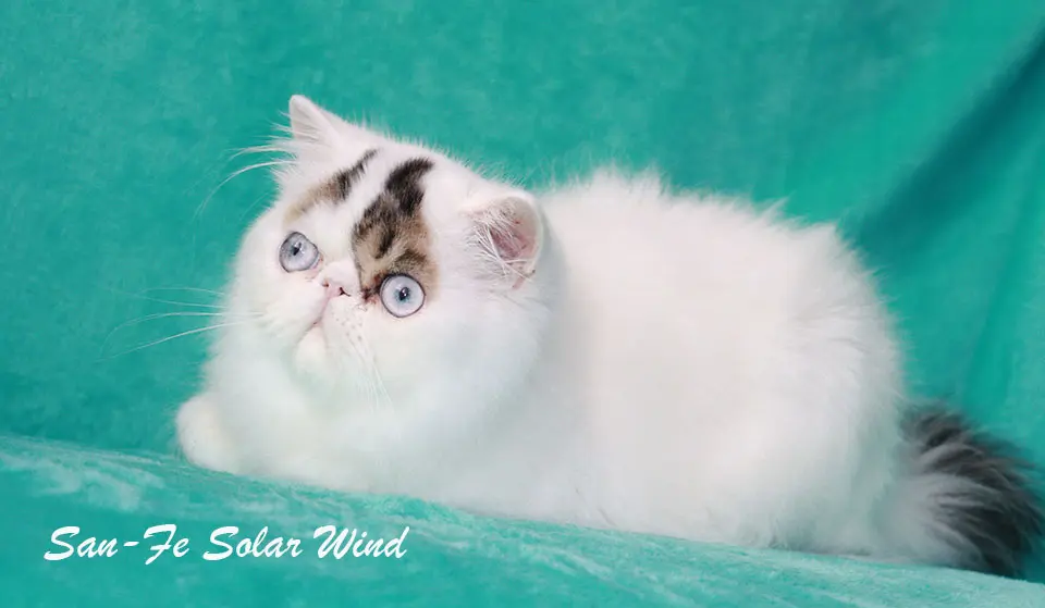 Nuestros Gatos - Foto de un gato adulto de Casa Belich