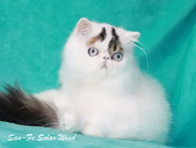 Nuestros Gatos - Foto de un gato adulto de Casa Belich