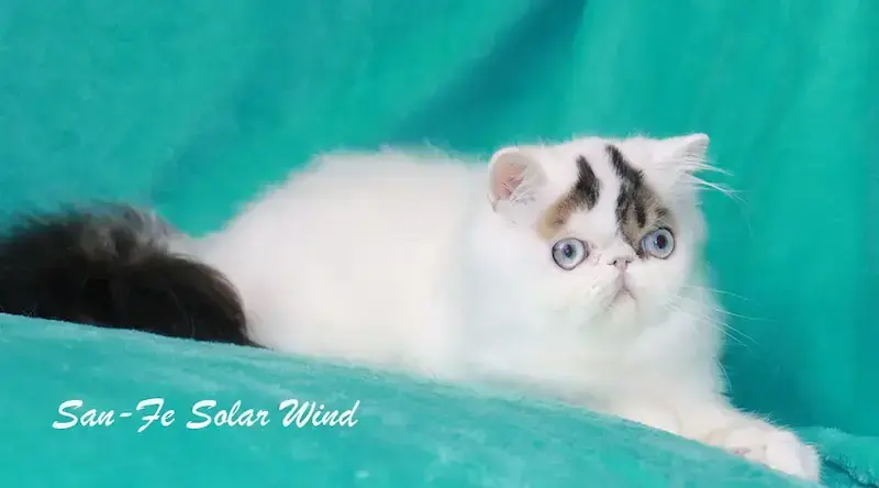 Nuestros Gatos - Ejemplar adulto del programa de selección ética