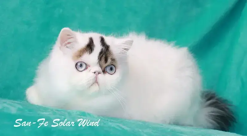 Nuestros Gatos - Foto de un gato adulto de Casa Belich