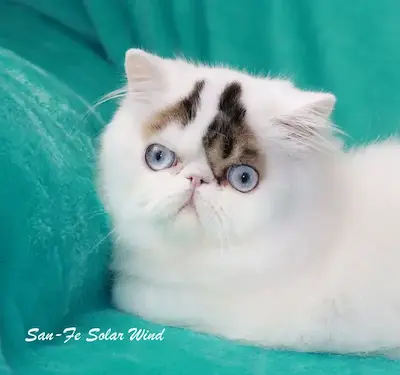 Nuestros Gatos - Foto de un gato adulto de Casa Belich