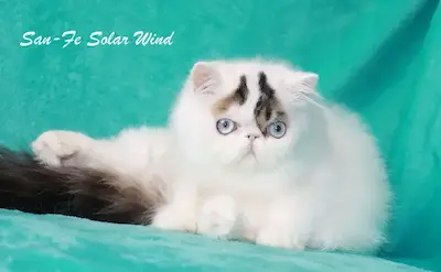 Nuestros Gatos - Foto de un gato adulto de Casa Belich