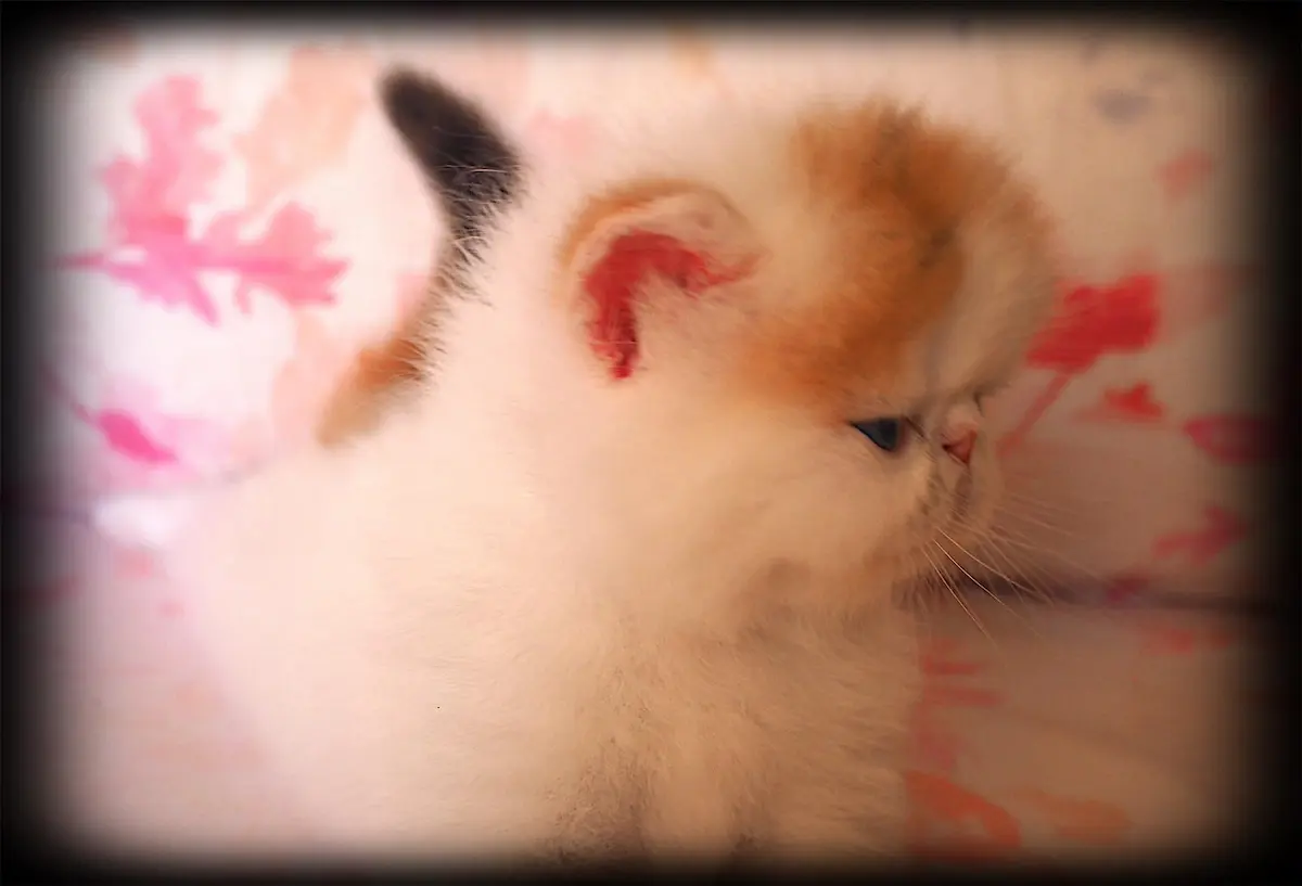 Casa Belich Blueflame - foto 6