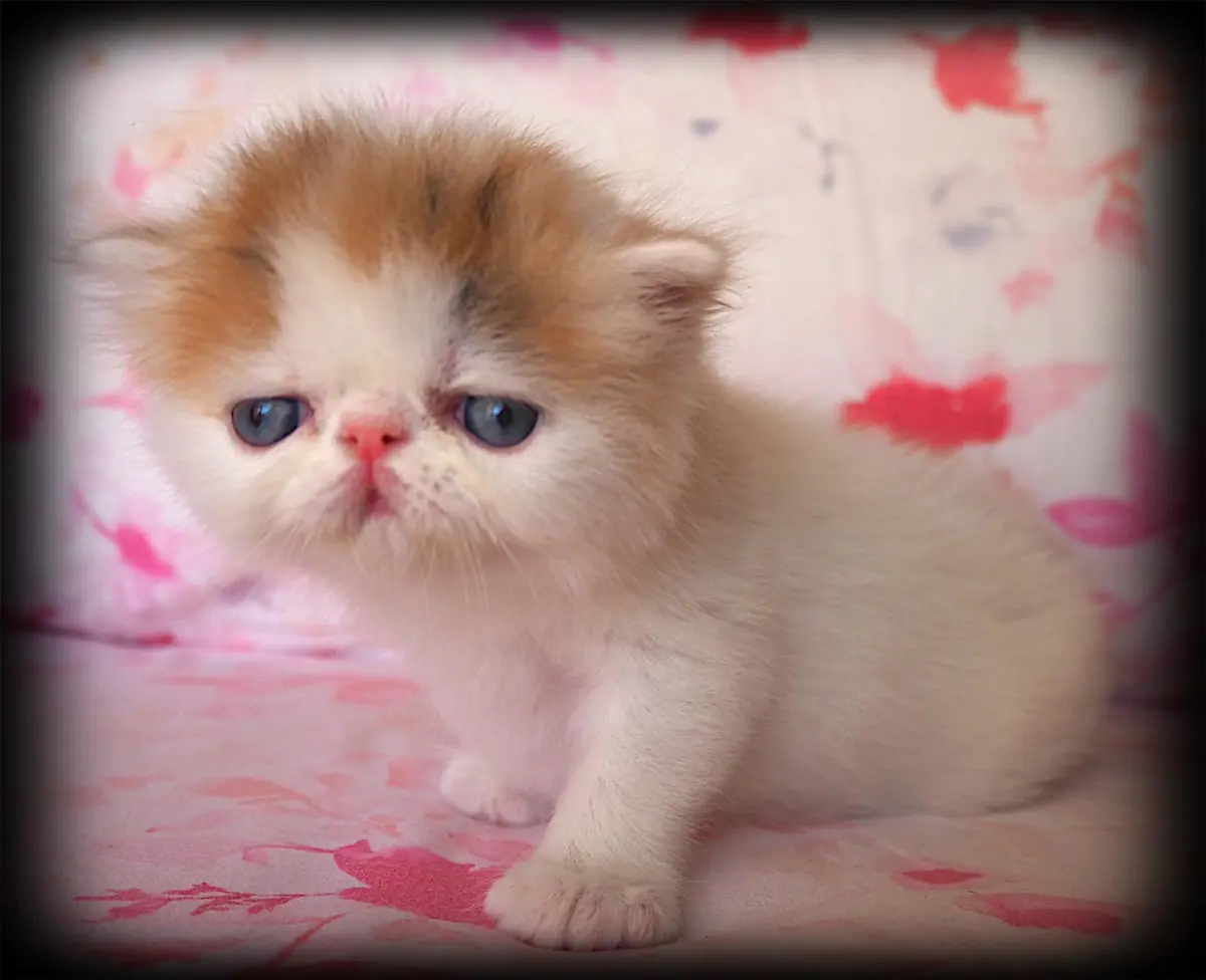 Casa Belich Blueflame - foto 7