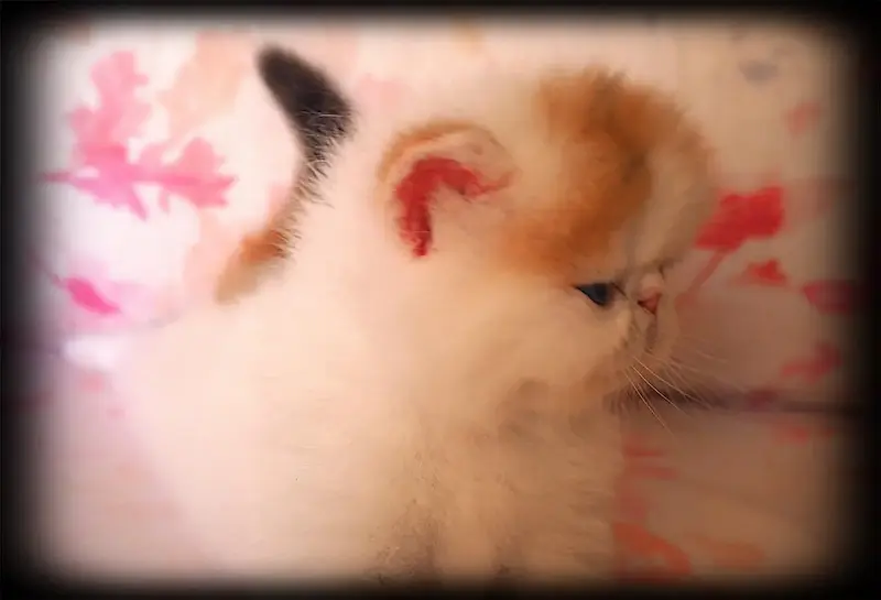 Casa Belich Blueflame - foto 2