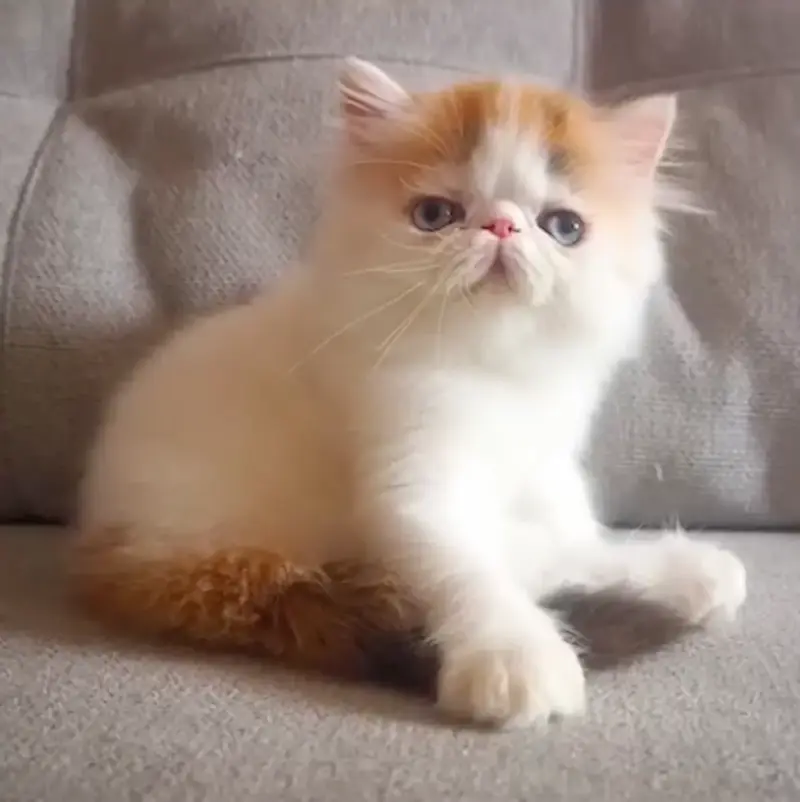 Nuestros Gatos - Foto de un gato adulto de Casa Belich