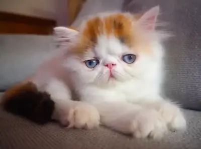 Nuestros Gatos - Foto de un gato adulto de Casa Belich