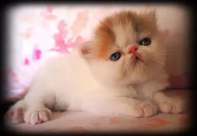 Nuestros Gatos - Foto de un gato adulto de Casa Belich