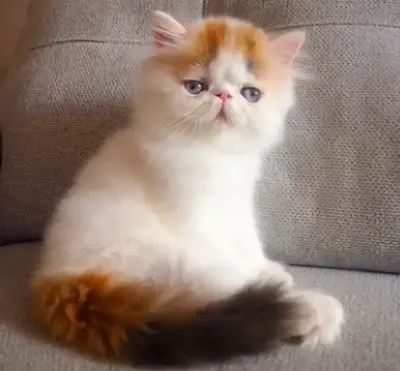 Nuestros Gatos - Foto de un gato adulto de Casa Belich