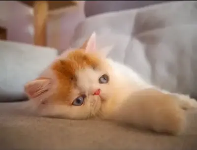 Nuestros Gatos - Foto de un gato adulto de Casa Belich