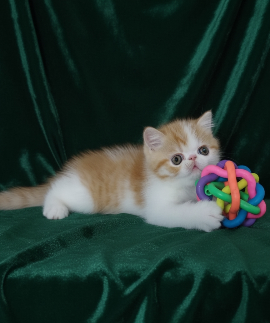 Nuestros Gatitos