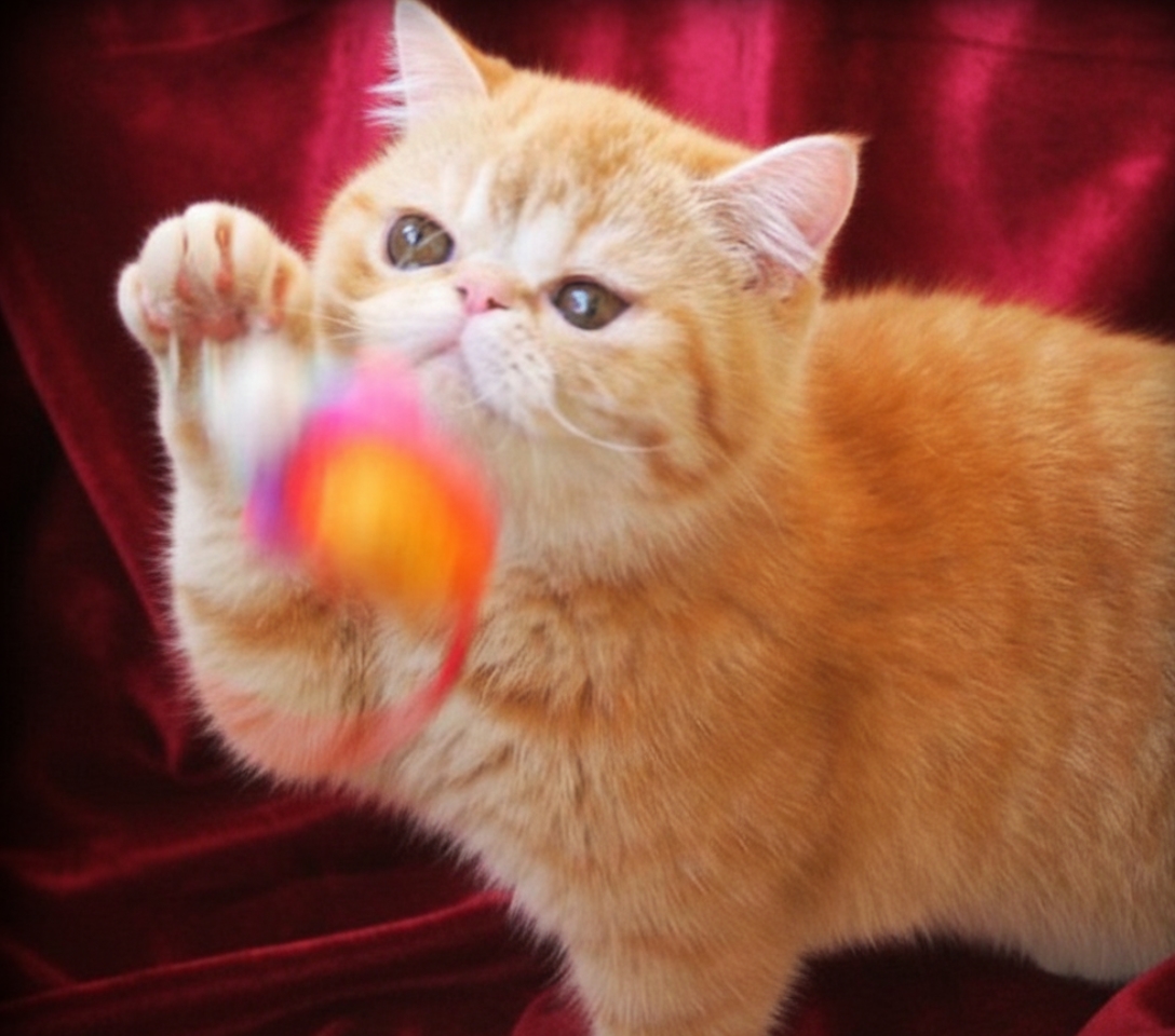 Conoce a Amber 